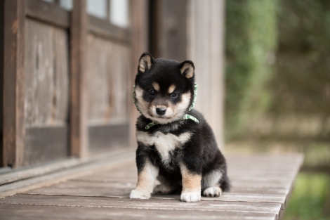 和風総本家」マスコット犬『豆助』襲名披露 18代目以来2度目の黒豆柴は